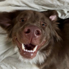 Illustration : 10 chiens experts en grimaces adorables