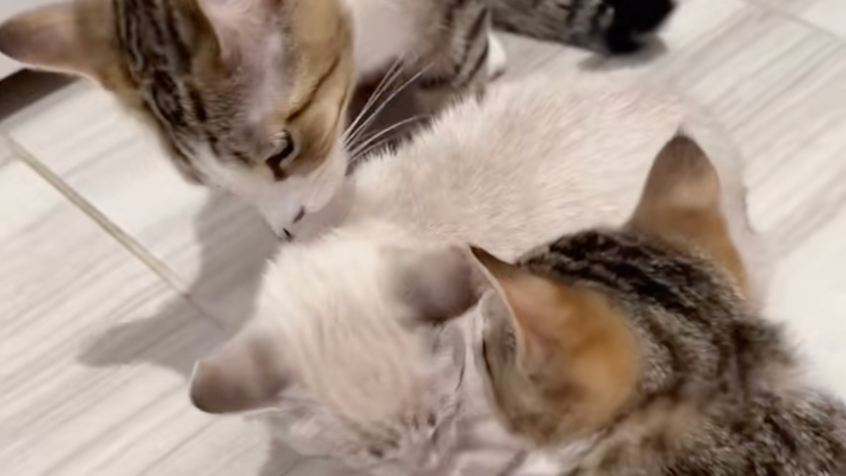 Illustration : "Rendu à sa famille d'accueil un mois après son adoption, ce chaton cherche du réconfort auprès de sa mère et de sa soeur (vidéo)"