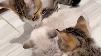 Illustration : Rendu &agrave; sa famille d'accueil un mois apr&egrave;s son adoption, ce chaton cherche du r&eacute;confort aupr&egrave;s de sa m&egrave;re et de sa soeur (vid&eacute;o)