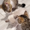 Illustration : Rendu &agrave; sa famille d'accueil un mois apr&egrave;s son adoption, ce chaton cherche du r&eacute;confort aupr&egrave;s de sa m&egrave;re et de sa soeur (vid&eacute;o)