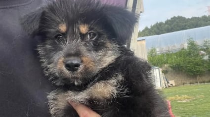 Illustration : Educateur canin en association, un randonneur entend les pleurs d'un chiot coinc&eacute; dans un ravin et le sauve juste avant un orage