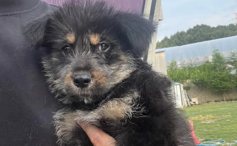 Educateur canin en association, un randonneur entend les pleurs d'un chiot coincé dans un ravin et le sauve juste avant un orage