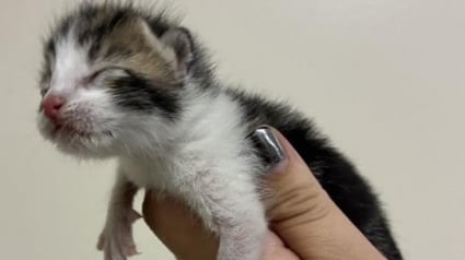 Illustration : Un chaton nouveau-n&eacute; bloqu&eacute; derri&egrave;re une cl&ocirc;ture est sauv&eacute; gr&acirc;ce aux habitants qui alertent les secours animaliers