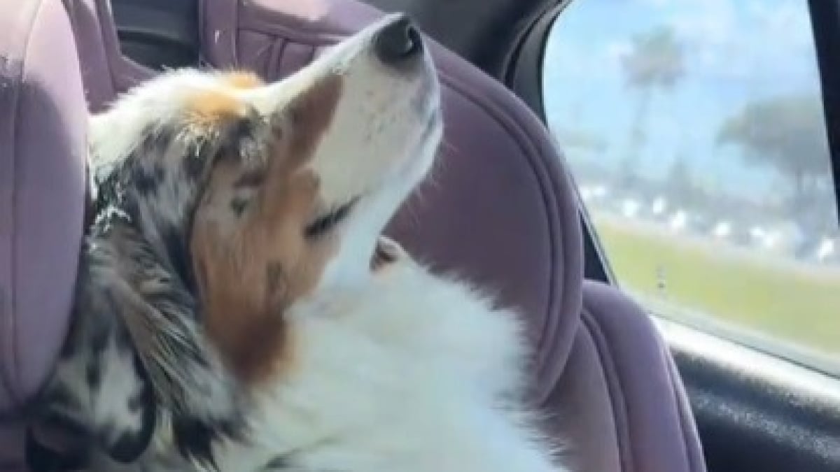 Illustration : "Cette chienne dévouée aux enfants de la famille montre son bonheur pendant les rares trajets en voiture où elle peut se reposer seule (vidéo)"