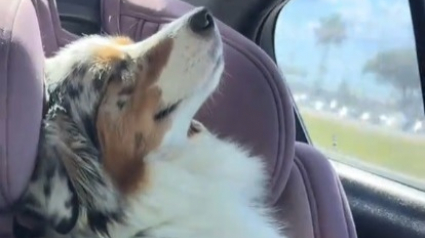 Illustration : Cette chienne d&eacute;vou&eacute;e aux enfants de la famille montre son bonheur pendant les rares trajets en voiture o&ugrave; elle peut se reposer seule (vid&eacute;o)