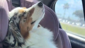 Illustration : Cette chienne dévouée aux enfants de la famille montre son bonheur pendant les rares trajets en voiture où elle peut se reposer seule (vidéo)