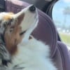 Illustration : Cette chienne d&eacute;vou&eacute;e aux enfants de la famille montre son bonheur pendant les rares trajets en voiture o&ugrave; elle peut se reposer seule (vid&eacute;o)