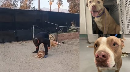 Illustration : 2 chiens retir&eacute;s &agrave; leur ma&icirc;tre apr&egrave;s la diffusion d'une vid&eacute;o choquante le montrant en train de frapper et projeter l'un d'eux