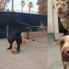 Illustration : 2 chiens retir&eacute;s &agrave; leur ma&icirc;tre apr&egrave;s la diffusion d'une vid&eacute;o choquante le montrant en train de frapper et projeter l'un d'eux