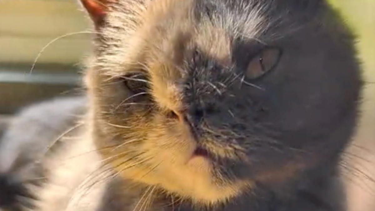 Illustration : "Née sans os de nez, cette chatte profite d’une douce sieste au soleil sous l’œil attendri de sa propriétaire (vidéo)"