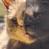 Illustration : N&eacute;e sans os de nez, cette chatte profite d&rsquo;une douce sieste au soleil sous l&rsquo;&oelig;il attendri de sa propri&eacute;taire (vid&eacute;o)