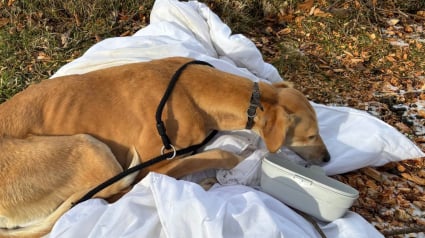 Illustration : Cette chienne abandonn&eacute;e dans un champ trouve un foyer pour la vie apr&egrave;s 4 mois au refuge