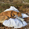 Illustration : Cette chienne abandonn&eacute;e dans un champ trouve un foyer pour la vie apr&egrave;s 4 mois au refuge