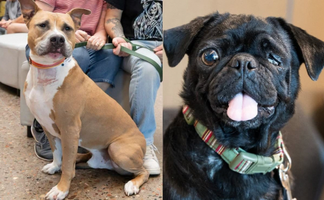 Arrivée dans un état critique au refuge, cette chienne est sauvée par le don de sang d'un congénère découvert errant et blessé