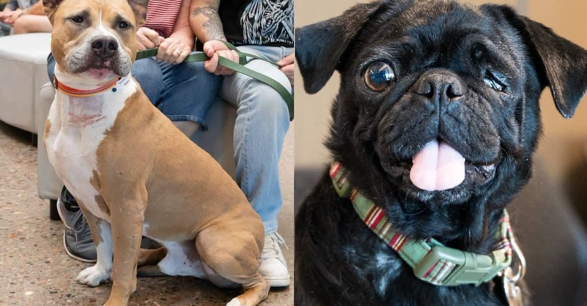 Rowlan's Rescue: A Pitbull's Journey with Arizona Humane Society - News Directory 3