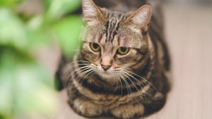 Illustration : "Posture du « pain de viande » : pourquoi votre chat dort-il avec les pattes repliées sous son corps ?"