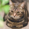 Illustration : Posture du &laquo; pain de viande &raquo; : pourquoi votre chat dort-il avec les pattes repli&eacute;es sous son corps ?