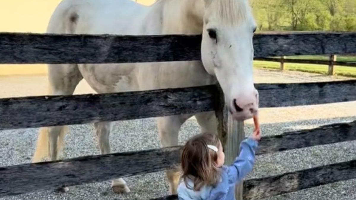 Illustration : "Ignorant d’habitude tout le monde, ce cheval accourt dès qu’il reconnaît la voix d'une petite fille qui lui apporte son goûter (vidéo)"