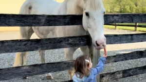 Illustration : Ignorant d’habitude tout le monde, ce cheval accourt dès qu’il reconnaît la voix d'une petite fille qui lui apporte son goûter (vidéo)