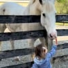 Illustration : Ignorant d&rsquo;habitude tout le monde, ce cheval accourt d&egrave;s qu&rsquo;il reconna&icirc;t la voix d'une petite fille qui lui apporte son go&ucirc;ter (vid&eacute;o)