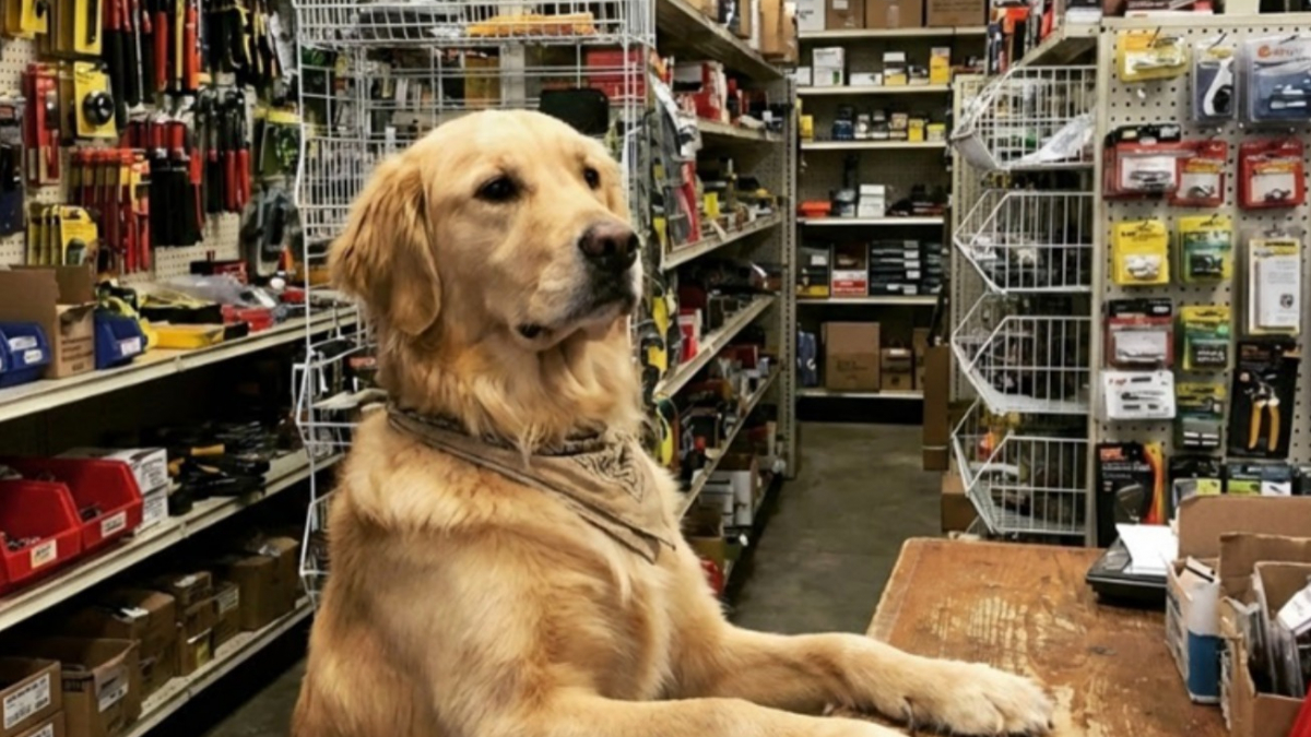 Illustration : "12 photos de chiens très impliqués dans leur travail"