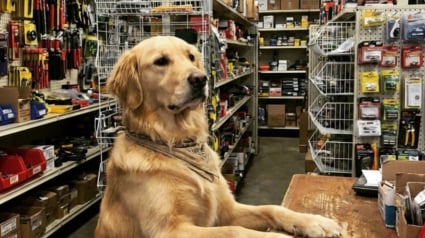 Illustration : 12 photos de chiens tr&egrave;s impliqu&eacute;s dans leur travail