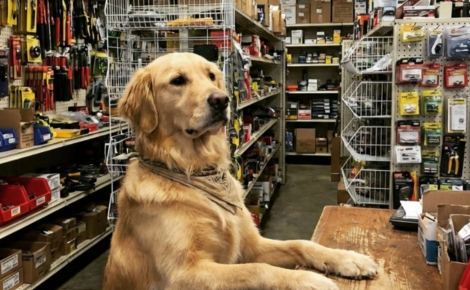 12 photos de chiens très impliqués dans leur travail