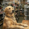 Illustration : 12 photos de chiens tr&egrave;s impliqu&eacute;s dans leur travail
