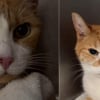Illustration : 2 chats seniors abandonn&eacute;s apr&egrave;s un d&eacute;m&eacute;nagement peuvent compter sur leur nouvelle famille pour terminer leurs vieux jours dans l'amour (vid&eacute;o)