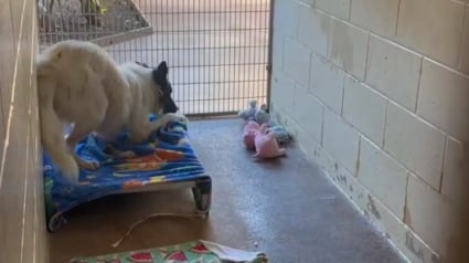 Illustration : Stress&eacute; par son deuxi&egrave;me s&eacute;jour au refuge, ce chien donne le sourire &agrave; une b&eacute;n&eacute;vole en s'amusant avec un jouet pour la premi&egrave;re fois depuis son arriv&eacute;e (vid&eacute;o)