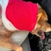 Illustration : Un chien survit &agrave; une violente attaque d'ours survenue pendant que son ma&icirc;tre sortait les poubelles