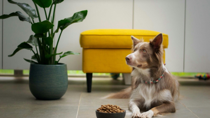 Illustration : Faut-il changer souvent les croquettes d'un chien pour &eacute;viter qu'il s'en lasse ?