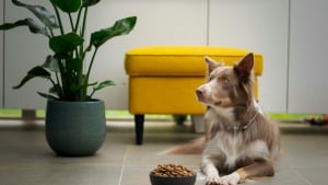 Illustration : Faut-il changer souvent les croquettes d'un chien pour &eacute;viter qu'il s'en lasse ?
