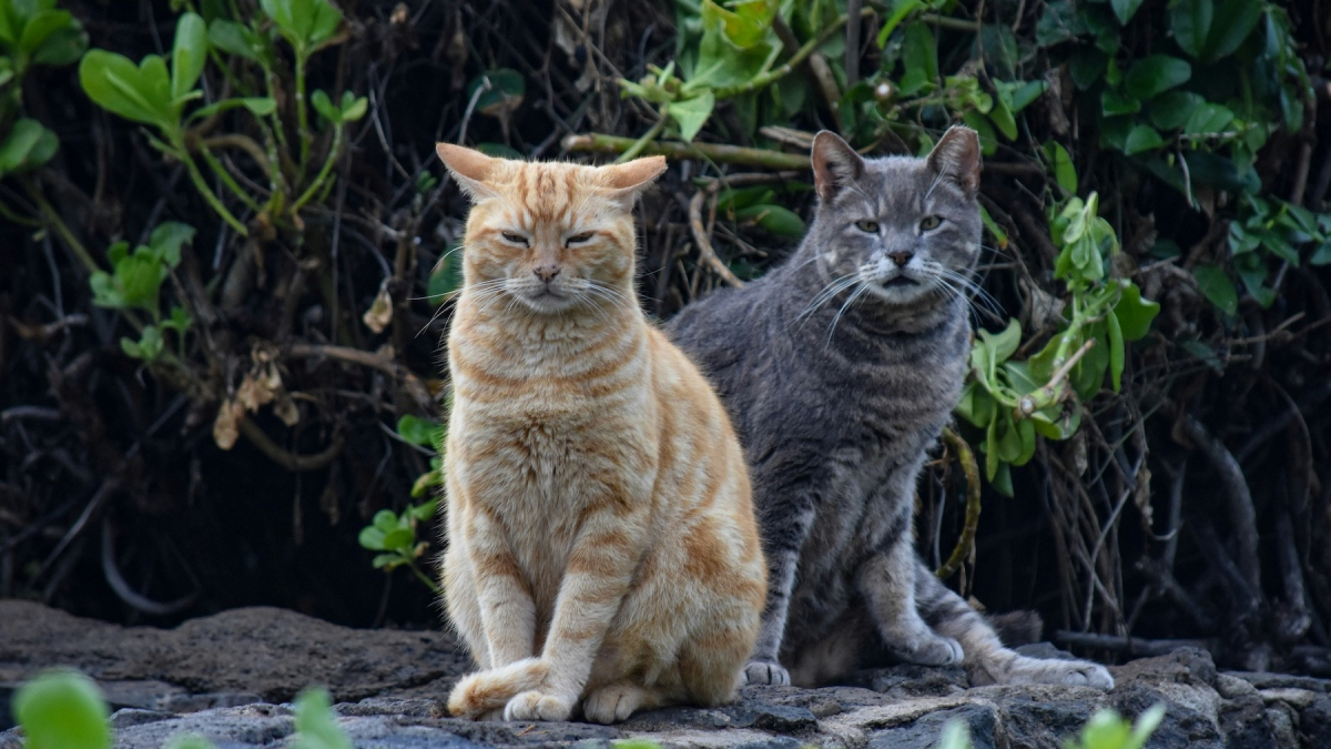 Illustration : "Vrai ou faux : les chats sont-ils des animaux solitaires qui détestent la vie en groupe ?"