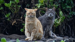 Illustration : "Vrai ou faux : les chats sont-ils des animaux solitaires qui détestent la vie en groupe ?"