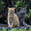 Illustration : Vrai ou faux : les chats sont-ils des animaux solitaires qui d&eacute;testent la vie en groupe ?