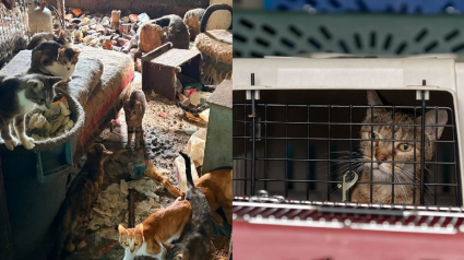 Illustration : Alert&eacute;e par un voisin, une association &eacute;vacue et prend en charge 71 chats abandonn&eacute;s &agrave; leur sort sur une propri&eacute;t&eacute; inhabit&eacute;e