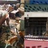 Illustration : Alert&eacute;e par un voisin, une association &eacute;vacue et prend en charge 71 chats abandonn&eacute;s &agrave; leur sort sur une propri&eacute;t&eacute; inhabit&eacute;e