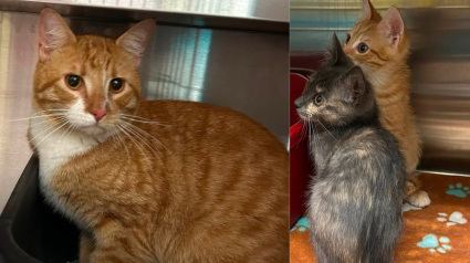 Illustration : Une enqu&ecirc;te ouverte et une forte r&eacute;compense promise apr&egrave;s le sauvetage de 4 chatons et 2 chats adultes jet&eacute;s d'une voiture en marche