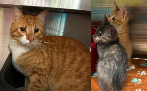 Une enquête ouverte et une forte récompense promise après le sauvetage de 4 chatons et 2 chats adultes jetés d'une voiture en marche