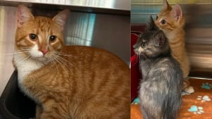 Illustration : "Une enquête ouverte et une forte récompense promise après le sauvetage de 4 chatons et 2 chats adultes jetés d'une voiture en marche"