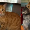 Illustration : Une enqu&ecirc;te ouverte et une forte r&eacute;compense promise apr&egrave;s le sauvetage de 4 chatons et 2 chats adultes jet&eacute;s d'une voiture en marche