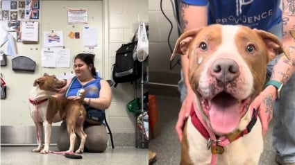 Illustration : Ignor&eacute; malgr&eacute; sa douceur, ce Pitbull s&eacute;nior change de refuge pour un nouveau d&eacute;part apr&egrave;s la diffusion d'une vid&eacute;o &eacute;mouvante (vid&eacute;o)