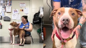 Illustration : Ignoré malgré sa douceur, ce Pitbull sénior change de refuge pour un nouveau départ après la diffusion d'une vidéo émouvante (vidéo)