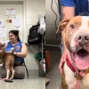 Illustration : Ignor&eacute; malgr&eacute; sa douceur, ce Pitbull s&eacute;nior change de refuge pour un nouveau d&eacute;part apr&egrave;s la diffusion d'une vid&eacute;o &eacute;mouvante (vid&eacute;o)