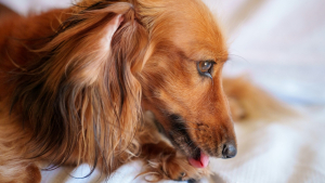 Illustration : Pourquoi votre chien se l&egrave;che-t-il compulsivement les pattes avant ?