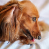 Illustration : Pourquoi votre chien se l&egrave;che-t-il compulsivement les pattes avant ?
