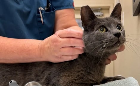 Un chat sénior parcourt 48 kilomètres caché sous un camion, saute sur l’autoroute où il est sauvé de justesse avant d'être rendu à sa famille