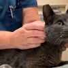 Illustration : Un chat s&eacute;nior parcourt 48 kilom&egrave;tres cach&eacute; sous un camion, saute sur l&rsquo;autoroute o&ugrave; il est sauv&eacute; de justesse avant d'&ecirc;tre rendu &agrave; sa famille