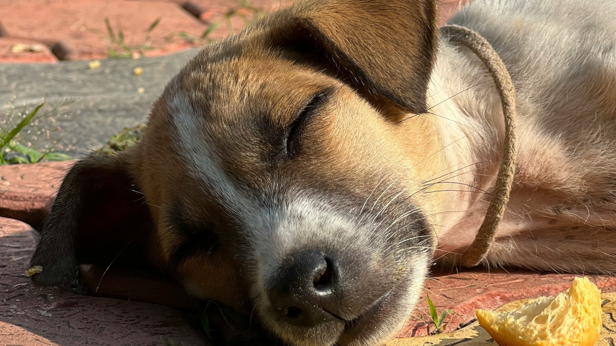 Illustration : "Pouvez-vous donner du pain dur à votre chien ?"